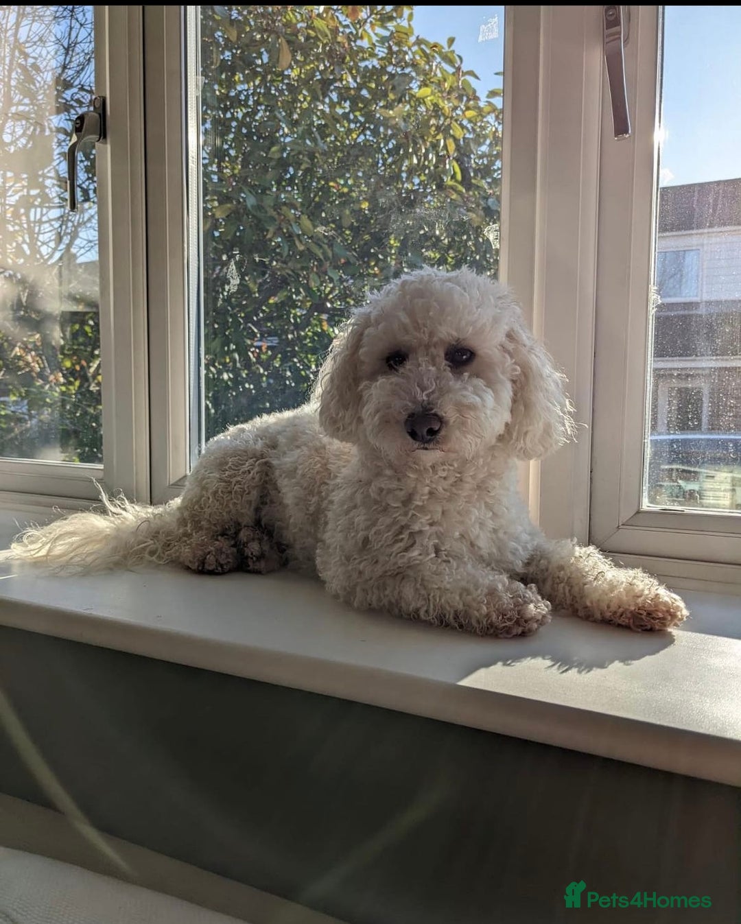 Cavapoo dogs for sale: 5yr Cavapoo rehoming - Image 6