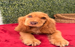 Cocker Spaniel dogs for sale: 🧡 Show Cocker Spaniel Puppy For Sale - Image 1