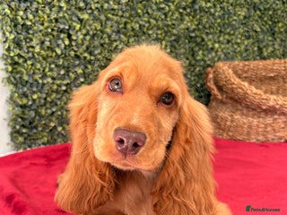 Cocker Spaniel dogs - Advert 19