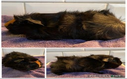 Guinea Pig rodents for sale: Baby board guinea pigs  - Image 1