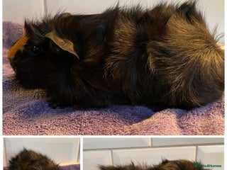 Guinea Pig rodents Baby boar guinea pigs - Advert 16