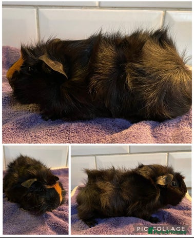 Guinea Pig rodents - Advert 1