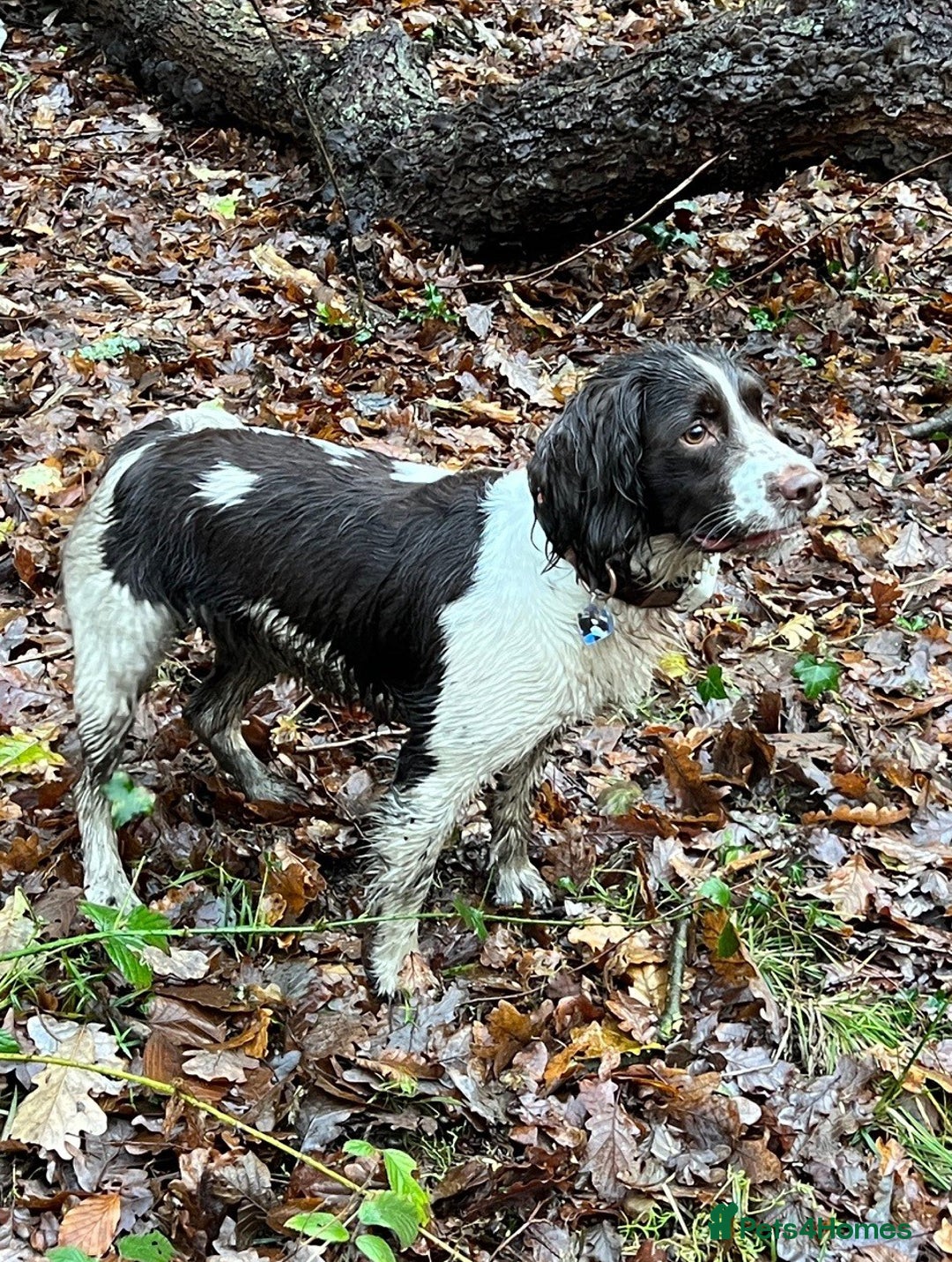English Springer Spaniel dogs for sale: KC English Springer Spaniel Puppies - Advert 8