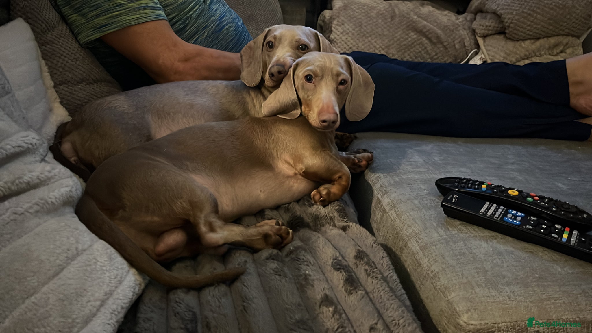 Dachshund dogs 4 lovely  girls dashund puppies  - Advert 2