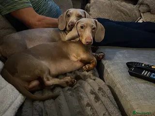 Dachshund dogs 4 lovely girls dashund puppies - Advert 2