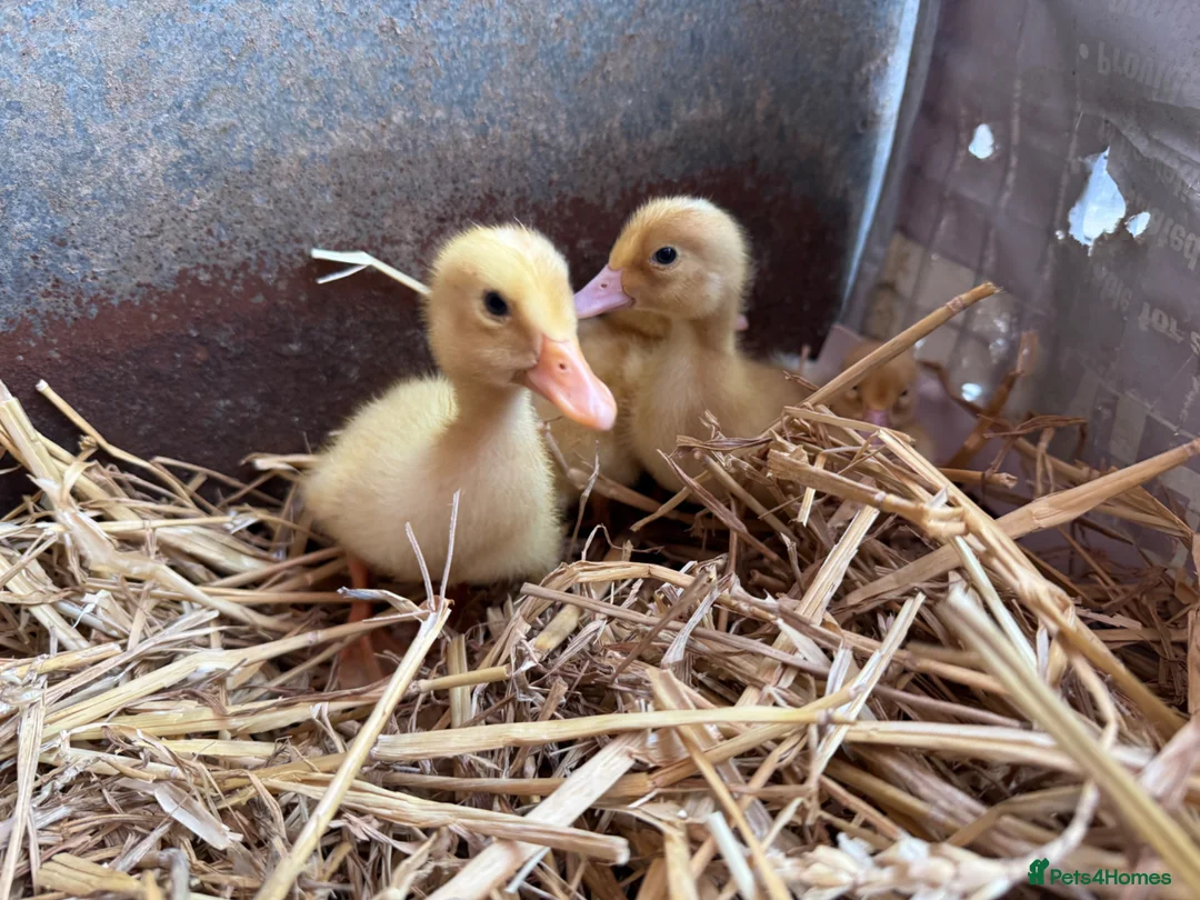 Ducks poultry for sale: Aylesbury Duck Ducklings  - Advert 2