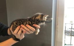 British Shorthair cats for sale: STUNNING AND LOVING BSH x DSH KITTENS - Image 11