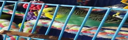 Budgerigars birds for sale: Eight Vibrant Budgies (EVERYTHING INCLUDED) in Haverfordwest - Advert 2