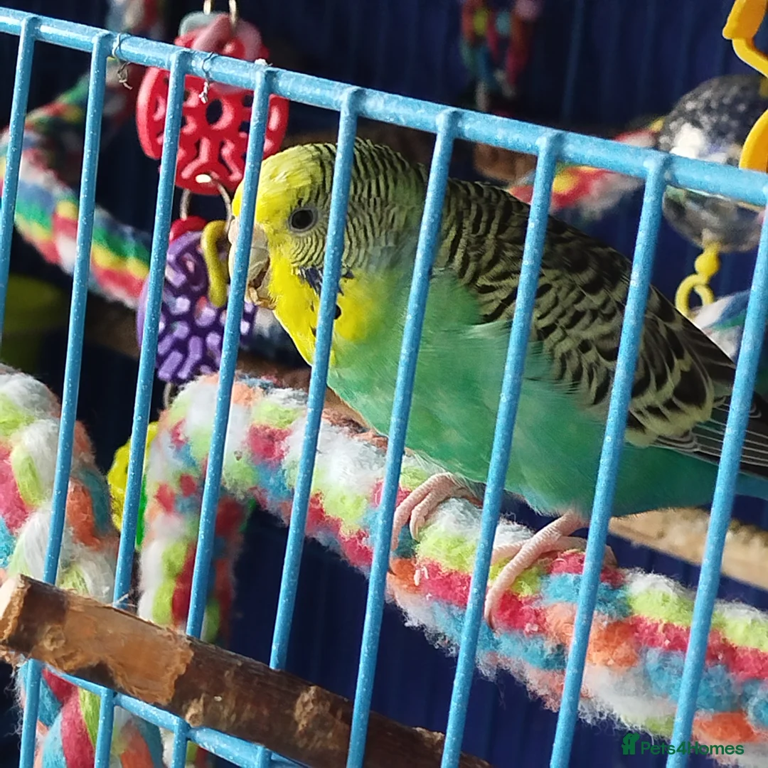 Budgerigars birds for sale: Eight Vibrant Budgies (EVERYTHING INCLUDED) in Haverfordwest - Advert 2