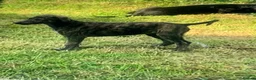Lurcher dogs for sale: First cross saluki greyhounds  - Advert 11