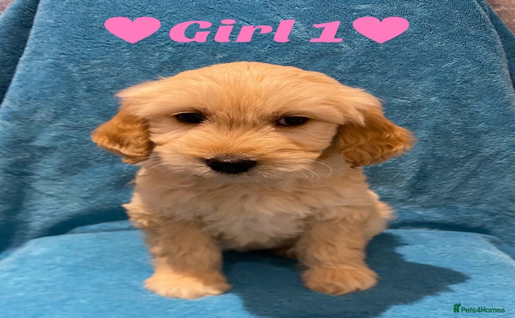 Goldendoodle dogs - Advert 3