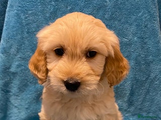 Goldendoodle dogs - Advert 7