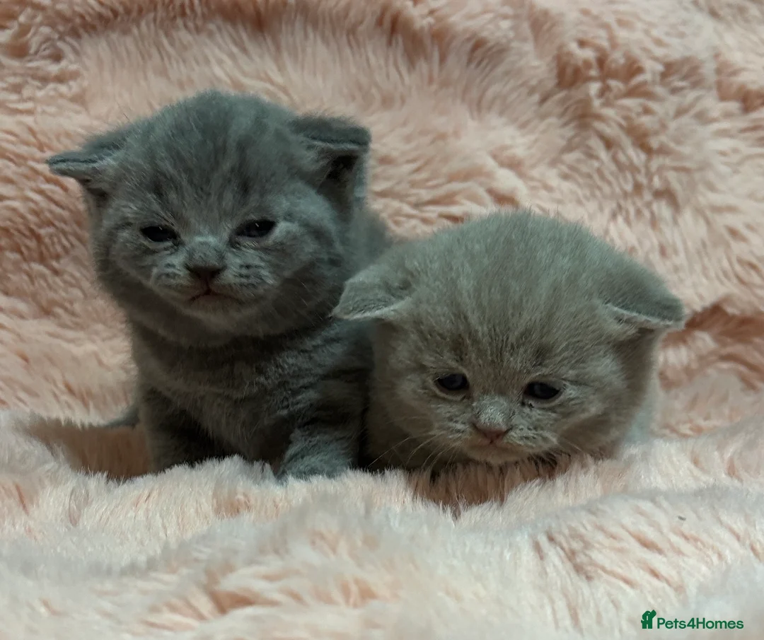 British Shorthair cats for sale: Beautiful British short hair kittens  - Advert 36