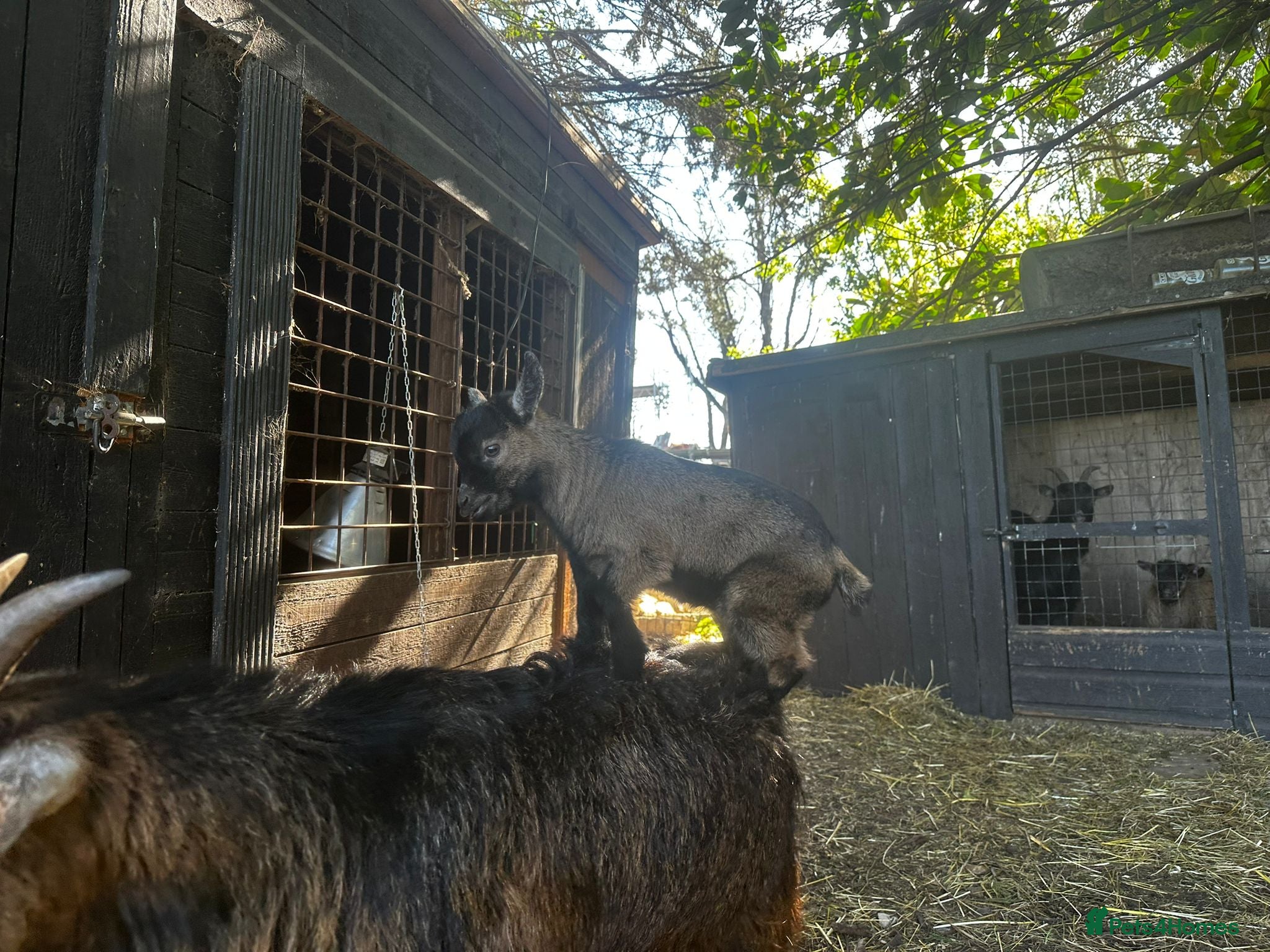 Goats livestock TWIN (GIRL/BOY) PYGMY GOAT KIDS FOR SALE - Advert 1