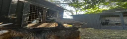 Goats livestock for sale: BOY WHETHER PYGMY GOAT KID FOR SALE - Advert 1