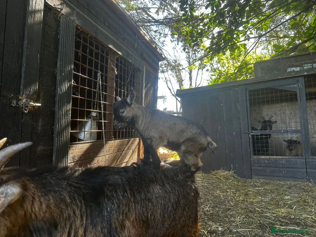 Goats livestock for sale: BOY WHETHER PYGMY GOAT KID FOR SALE - Advert 1