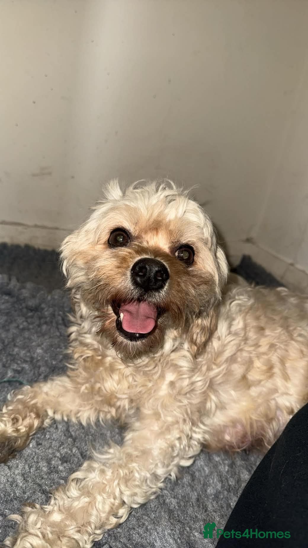Mixed Breed dogs for sale: Cavapoo x morkie pups - Advert 2