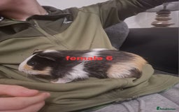 Guinea Pig rodents for sale: 13 guinea pigs mixed breed - Advert 26