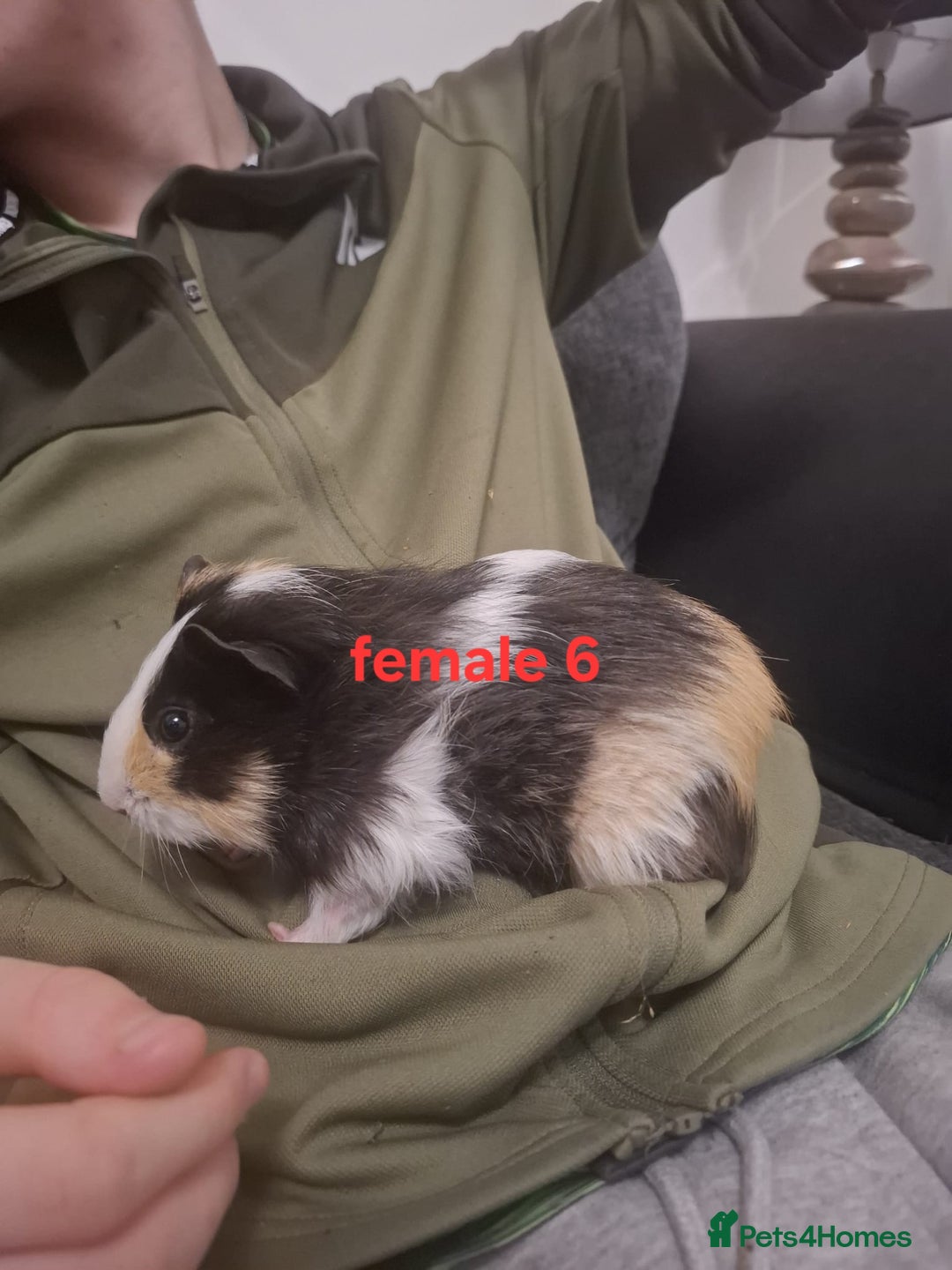 Guinea Pig rodents for sale: 13 guinea pigs mixed breed - Advert 26