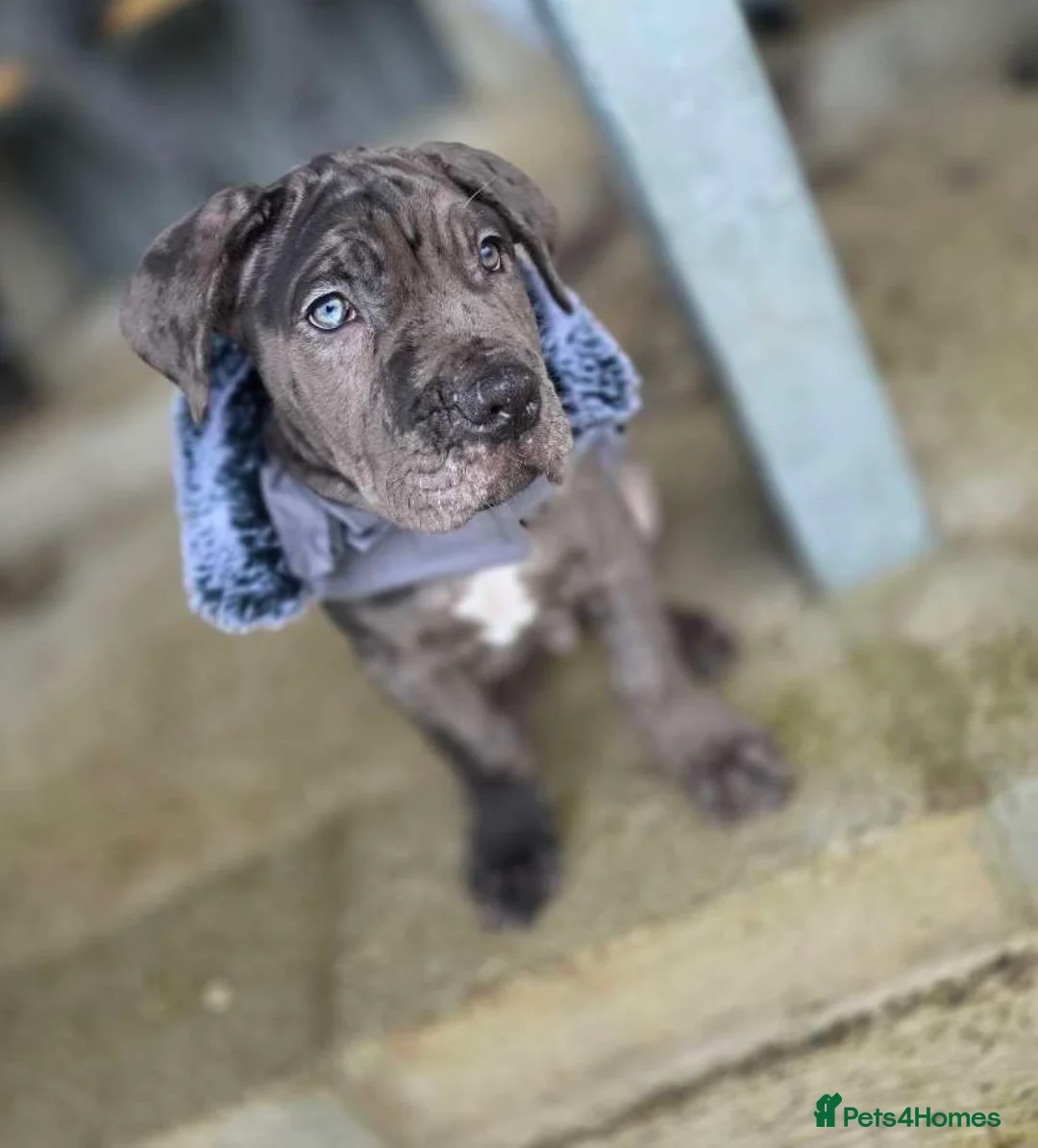 Mixed Breed dogs for sale: Presa X Neo puppy 13weeks ready now! - Advert 8