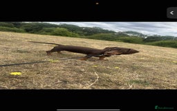 Miniature Dachshund dogs for sale: Miniature girl Dashound  - Image 5