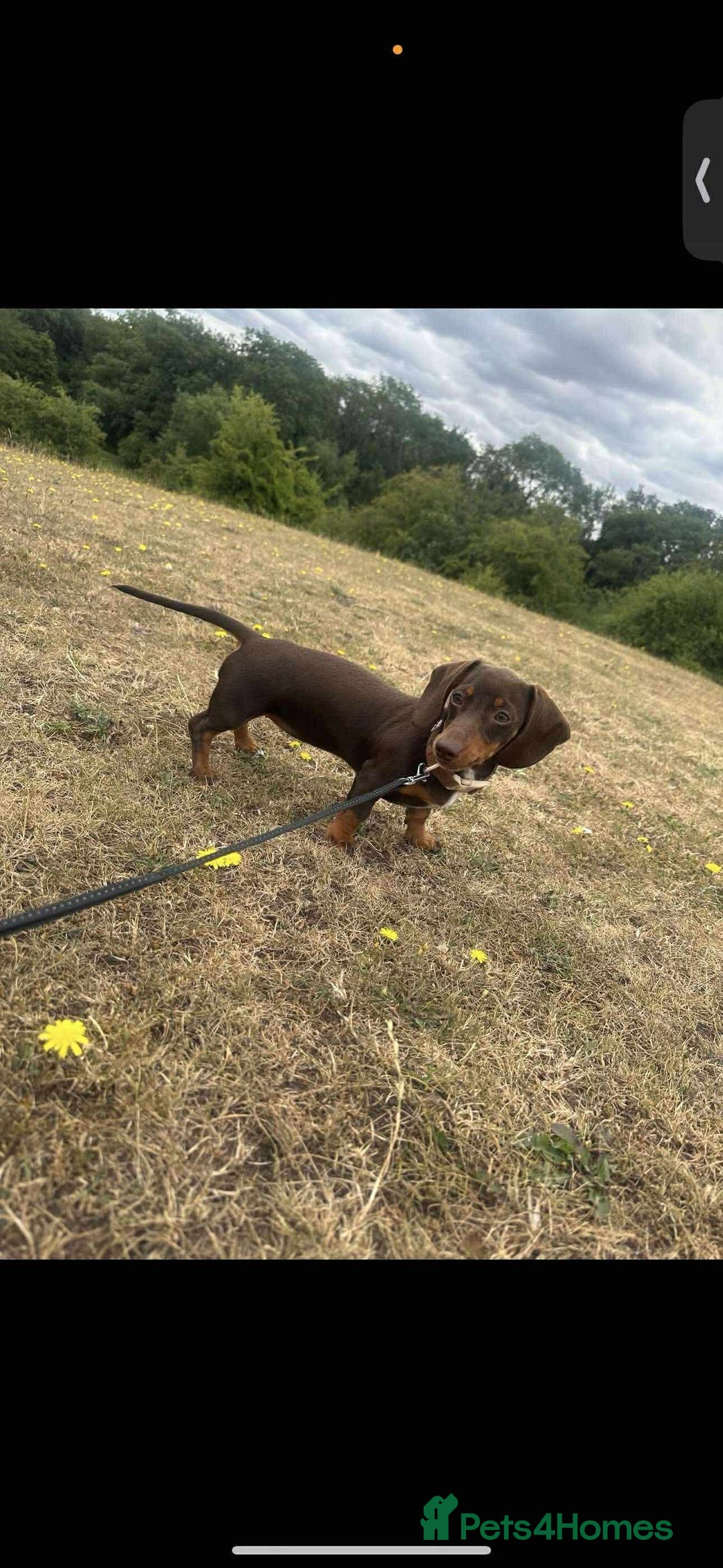 Miniature Dachshund dogs for sale: Miniature girl Dashound  - Image 5