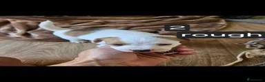 Jack Russell 2