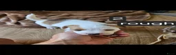 Jack Russell dogs for sale: Pure jackrussell puppies  - Advert 3