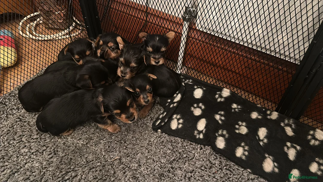Yorkshire Terrier dogs for sale: 4 lovely DL registered Yorkie puppies  in Chatham - Advert 1