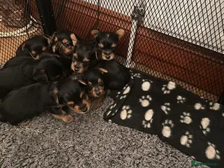 Yorkshire Terrier dogs 4 lovely DL registered Yorkie puppies in Chatham - Advert 3