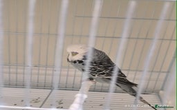 Budgerigars birds for sale: Budgies for sale  - Image 5