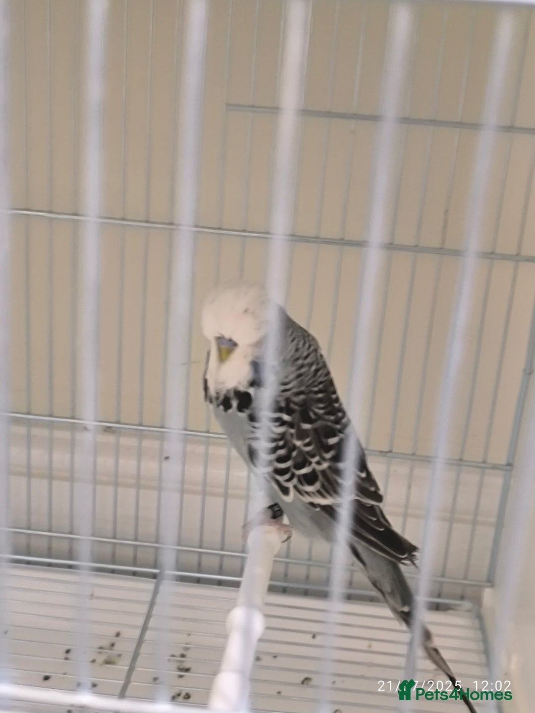 Budgerigars birds for sale: Budgies for sale  - Image 5