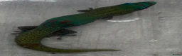 Gecko reptiles for sale: Female Blue Phase Golddust gecko (RARE) - Advert 3