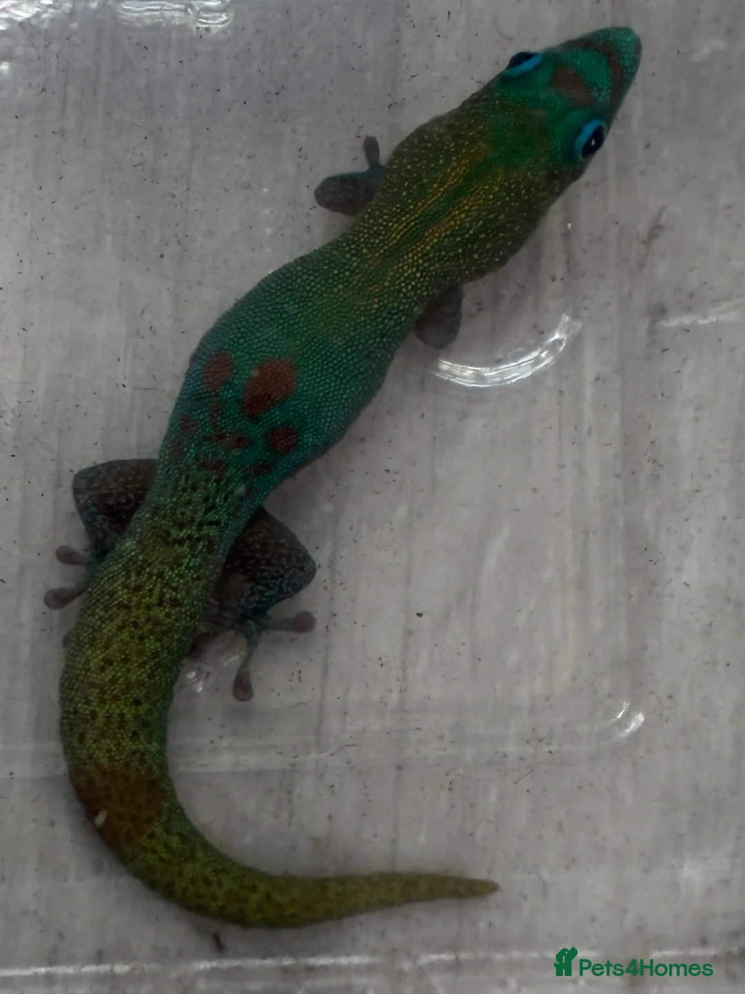 Gecko reptiles for sale: Female Blue Phase Golddust gecko (RARE) - Advert 3
