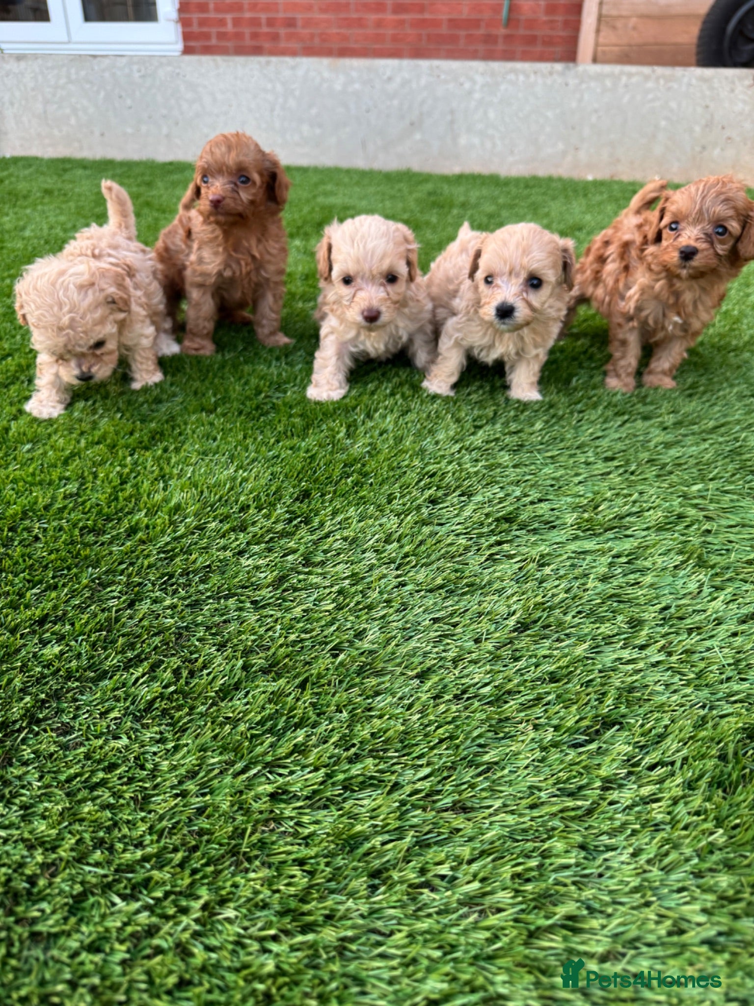 Cockapoo dogs for sale: 🐾 Adorable F1BB Teddy bear toy cockapoos 🐾 - Advert 1