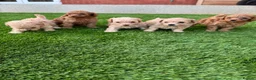Cockapoo dogs for sale: 🐾 Adorable F1BB Teddy bear toy cockapoos 🐾 - Advert 1