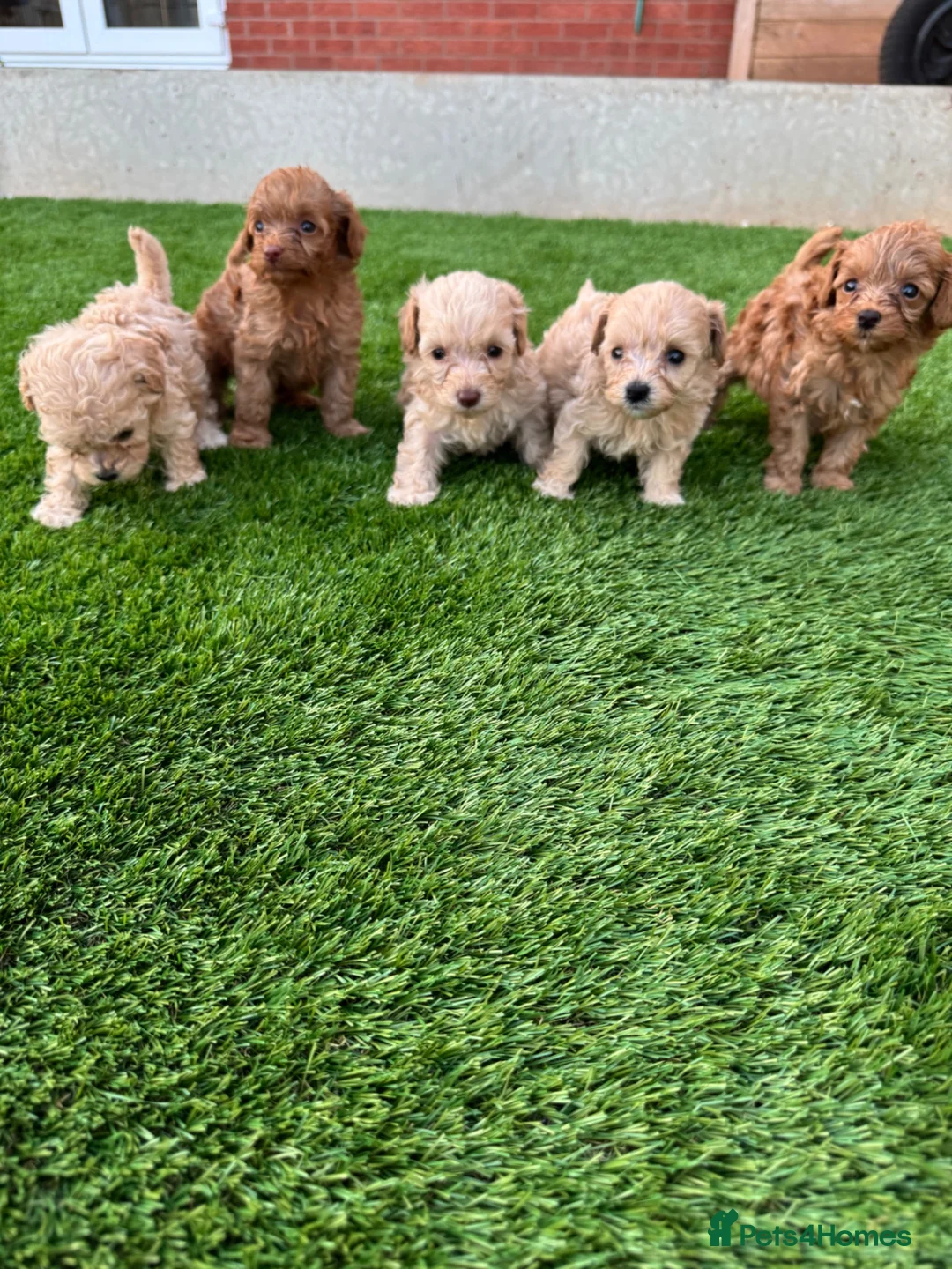 Cockapoo dogs for sale: 🐾 Adorable F1BB Teddy bear toy cockapoos 🐾 - Advert 1
