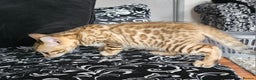 Bengal cats for sale: ✨️Stunning Bengal Babies-Exotic, Playful & Loving - Advert 25