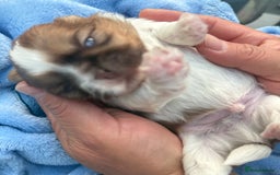 Shih Tzu dogs for sale: Doll face shih tzu tri colour puppy’s  - Image 9