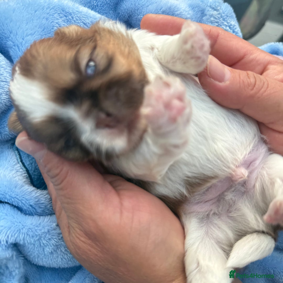 Shih Tzu dogs for sale: Doll face shih tzu tri colour puppy’s  - Image 9