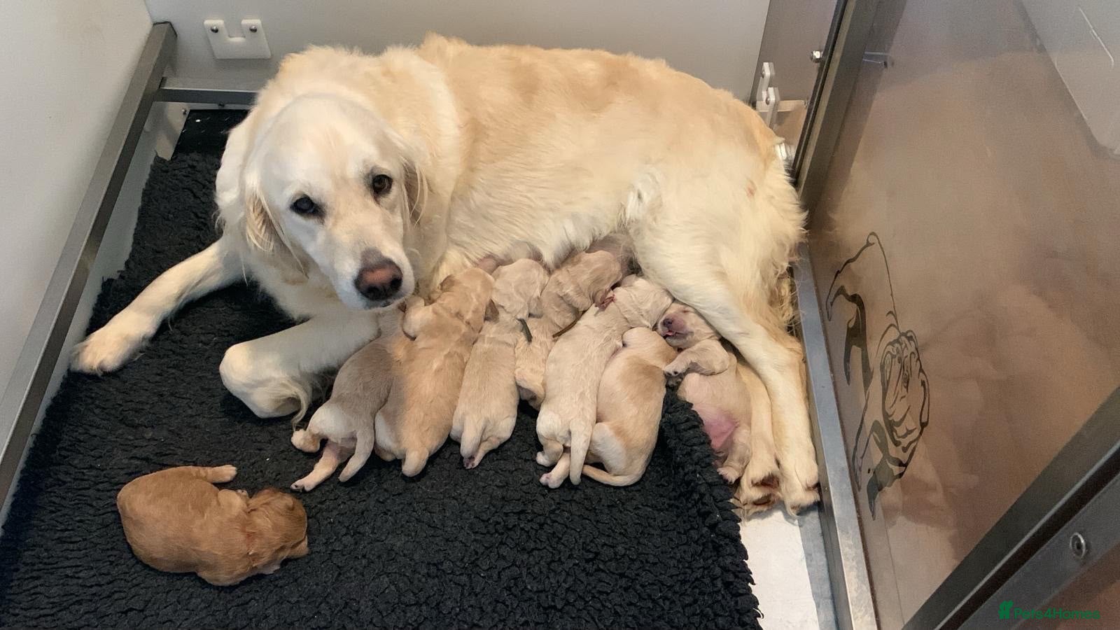 Golden Retriever dogs 9 kc reg gorgeous golden retriever puppies  - Advert 2
