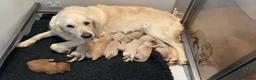 Golden Retriever dogs for sale: 9 kc reg gorgeous golden retriever puppies  - Advert 2