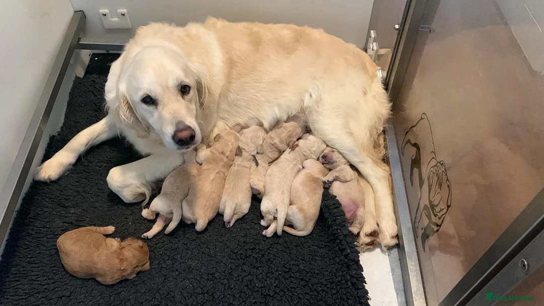 Golden Retriever dogs for sale: 9 kc reg gorgeous golden retriever puppies  - Advert 2
