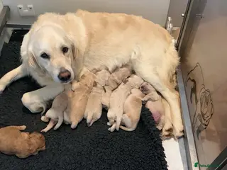 Golden Retriever dogs 9 kc reg gorgeous golden retriever puppies - Advert 1