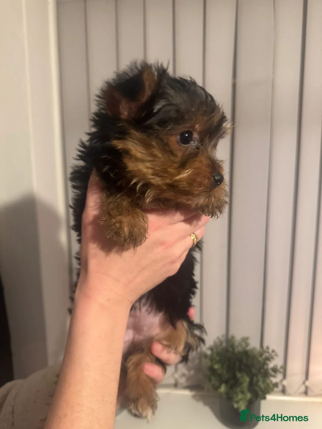 Yorkshire Terrier dogs for sale: Very small Female Yorkshire Terrier - Advert 5
