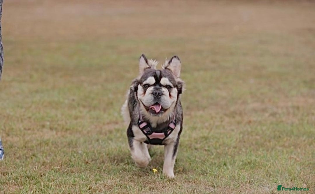 French Bulldog dogs for sale: KC reg+4 panel health+DNA EA Husky Female pup - Advert 5