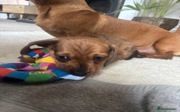 Miniature Dachshund dogs for sale: Miniature smoothed haired dachshund  - Image 7
