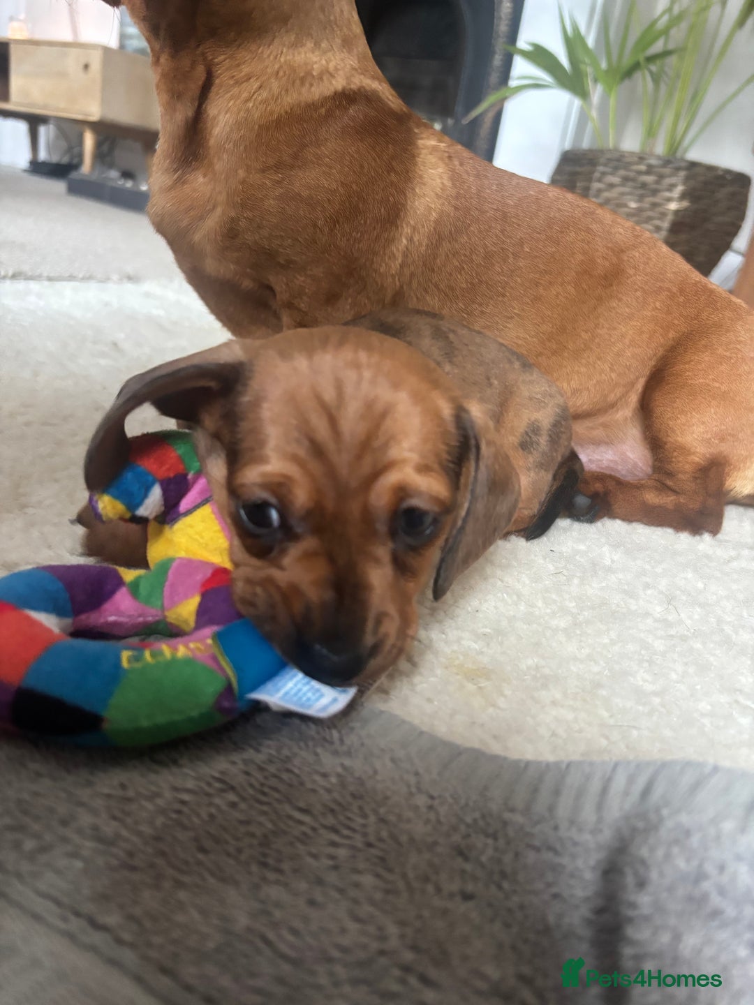 Miniature Dachshund dogs for sale: Miniature smoothed haired dachshund  - Image 7