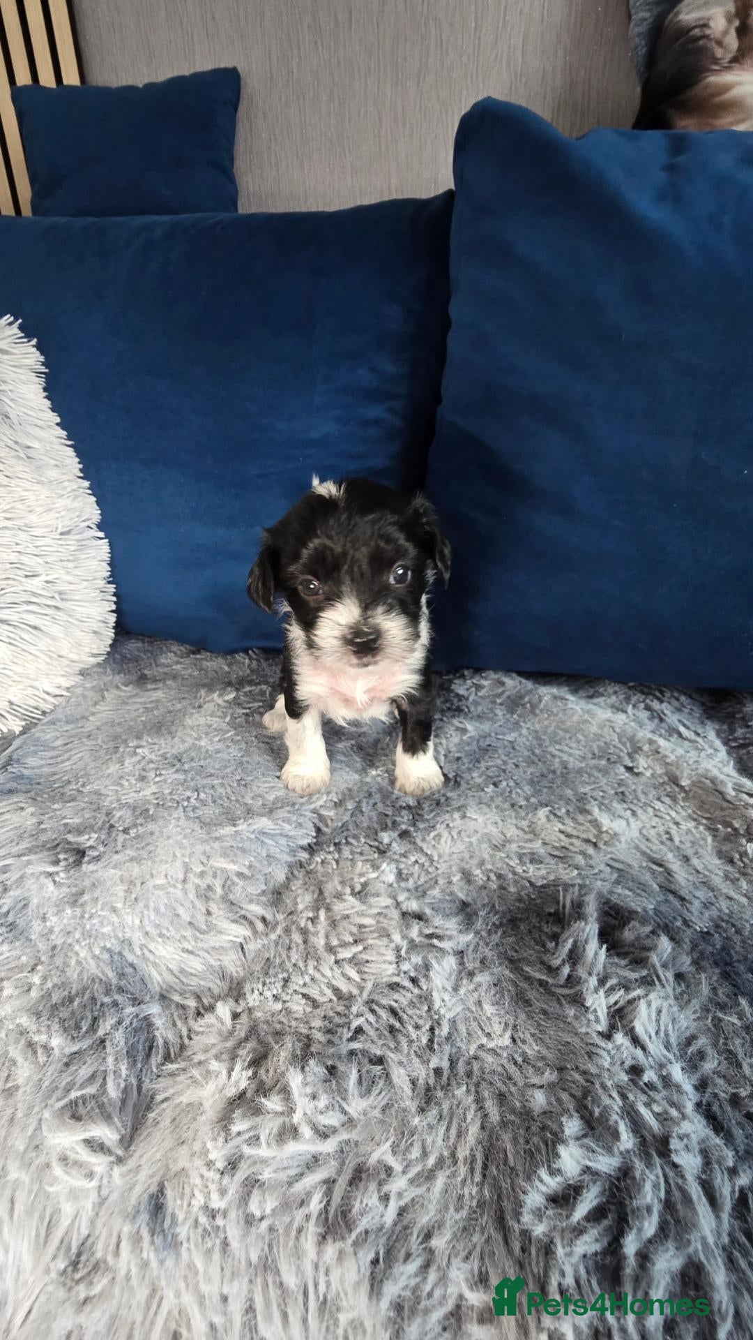 Chinese Crested dogs ✨🐾 EXQUISITE & RARE CHINESE CRESTED PUPPIES 🐾✨ - Advert 2