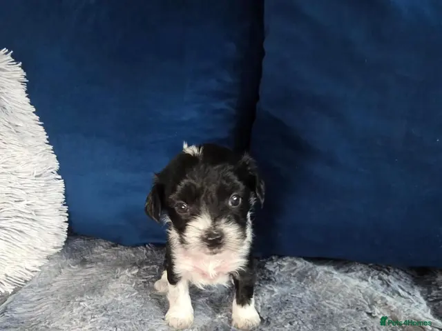 Chinese Crested dogs for sale: ✨🐾 EXQUISITE & RARE CHINESE CRESTED PUPPIES 🐾✨ - Advert 2